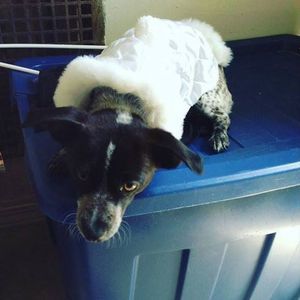 Meet your Posher, Diego